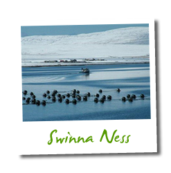 Swinna Ness