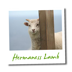 Hermaness Lamb