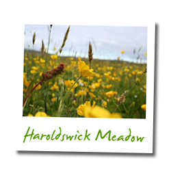 Haroldswick Meadow